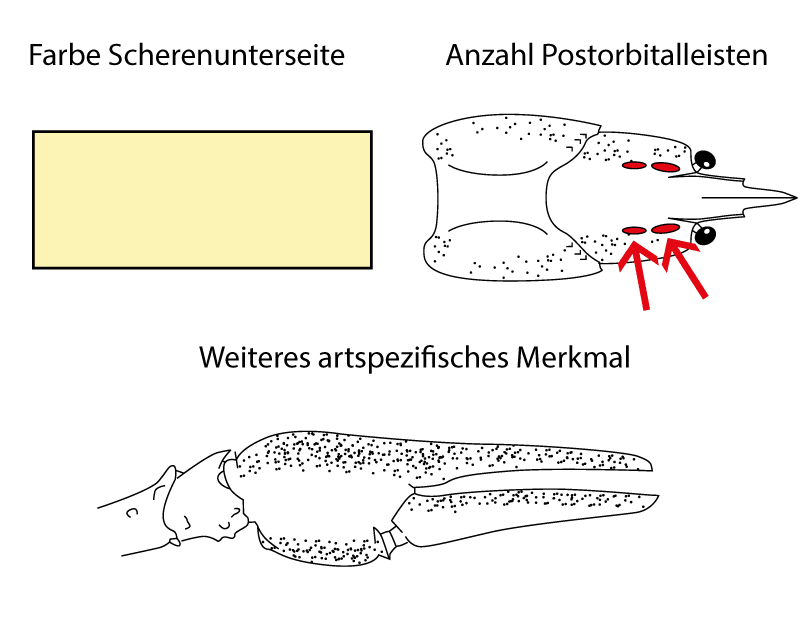 Bestimmungsmerkmale Galizischer Sumpfkrebs (Astacus leptodactylus)