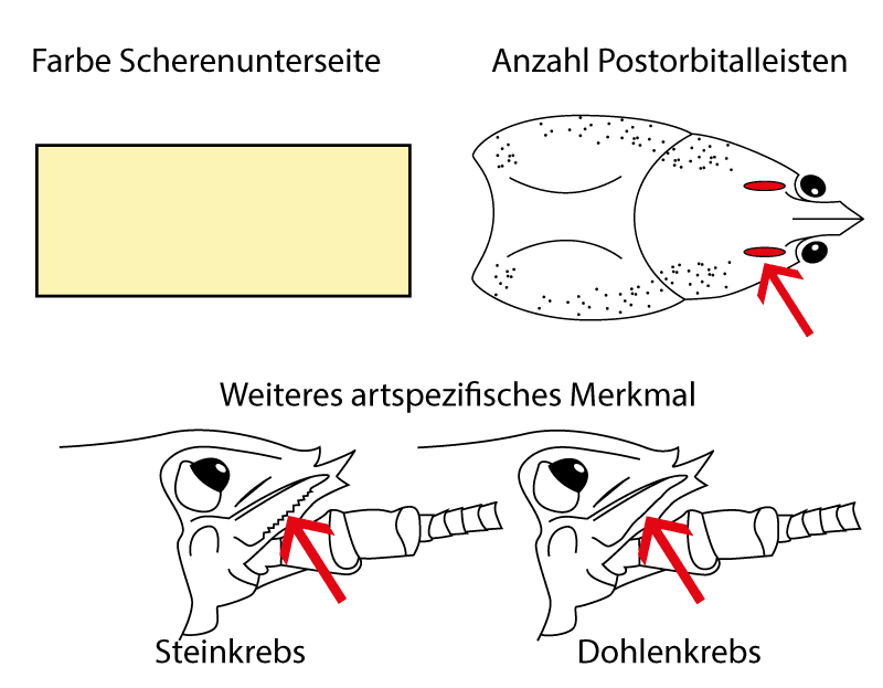 Bestimmungsmerkmale Steinkrebs (Austropotamobius torrentium)