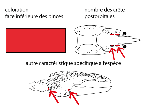 crevisse  pattes rouges (Astacus astacus)